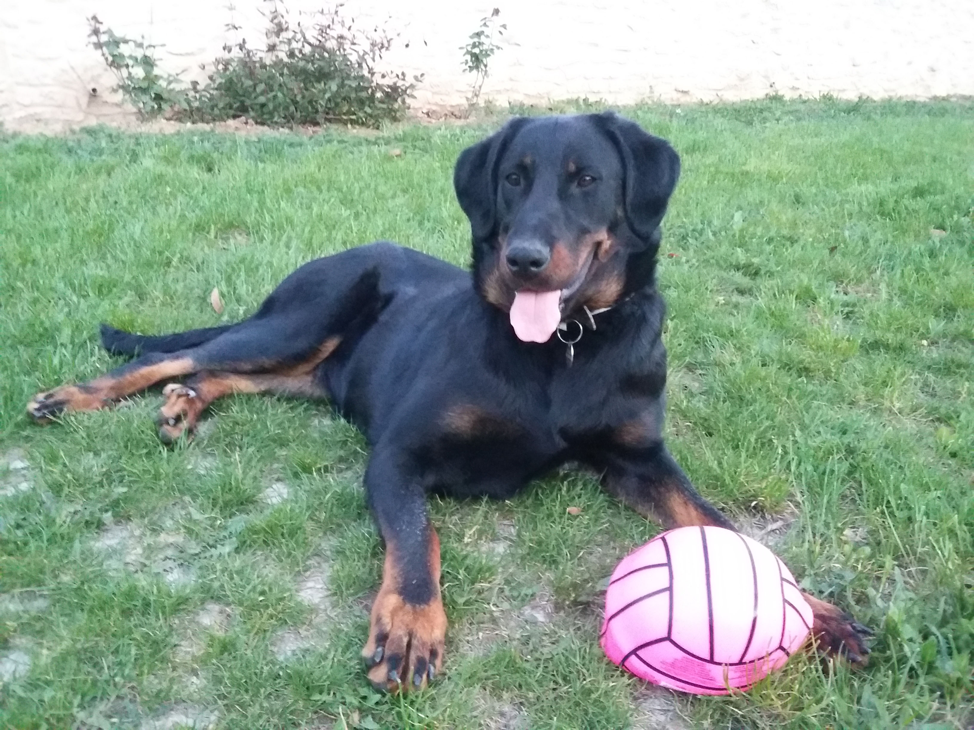  domainedelalicorne.fr photo chien beauceron photo chiot beauceron Elevage de beauceron chiot beauceron pure race élevage du clos de la licorne elevage des gardiens de la licorne elevage beauceron noir et feu authentique gros gabarits élevage de Beauceron familial sérieux et qualité domainedelalicorne.fr suivi des chiots conseil d’éducation chiot propre bas rouge santé caractère spécialiste du beauceron noir et feu ou arlequin chien rustique berger de France  nos chiots sont élevés avec amour et attention notre passion au service de la qualité Beauceron de qualité et sportif domaine de la licorne 04380 BARRAS élevage en liberté éleveur berger de beauce élevage de beauceron de travail 06 11 20 51 93 site domainedelalicorne.fr mail domainedelalicorne@gmail.com